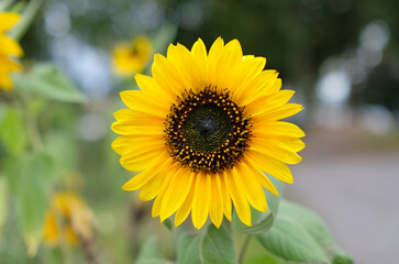 Metal padlock at an old wooden gate