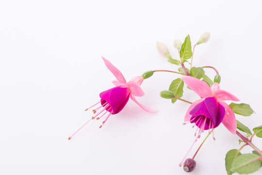 Group of pink fuchsia flowers isolated on white. Overhead top view, flat lay.