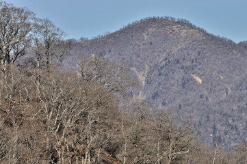 冬晴れの丹沢山地 大倉尾根より檜洞丸を望む