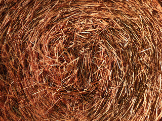 Harvesting hay in a field in the fall for farm animals.