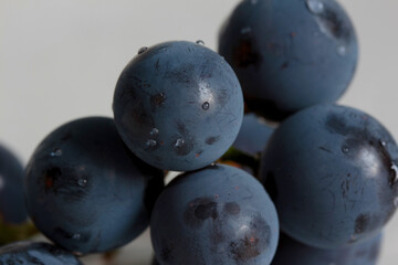 close up macro shot of a few wet concord grapes on a soft white background in natural lighting