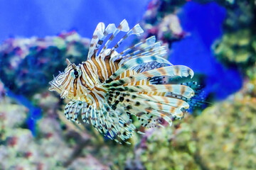 Very beautiful sea fish lionfish or Pterois volitans. Striped lion fish, with large fins. In the background you can see the coral reef.