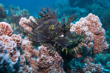Lacy Scorpion Fish on the Great Barrier Reef © Nick