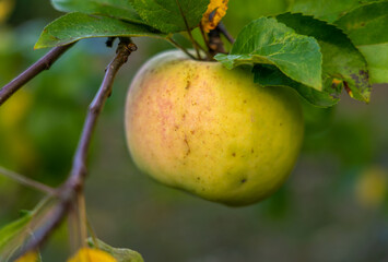a late variety of apples hangs on the branch of an Apple tree until late autumn