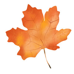 Raster autumn leaf. Floral illustration on white background. Botanical image can be used for wedding invitation, design template, greeting card, patterns fill.