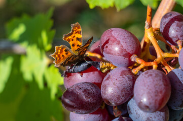 A beautiful butterfly sits on a bunch of ripe grapes and eats sweet nectar