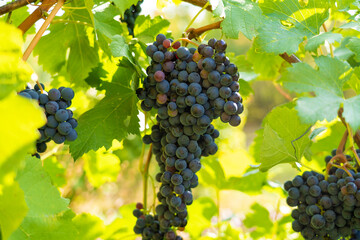 Cabernet Sauvignon grapes hanging on a vine illuminated by the sun
