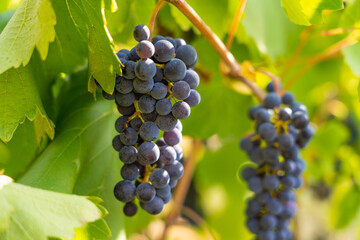 Merlot grapes hanging on a vine illuminated by the sun