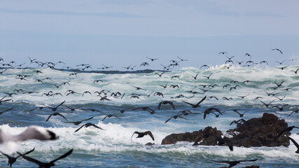 Flock of Sea Birds
Cape Cormorants (Phalacrocorax capensis)