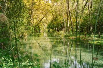 River surrounded by green trees