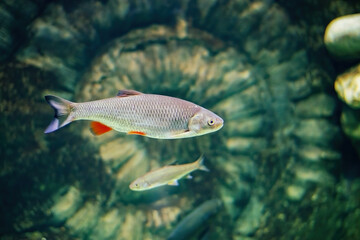 Fish with red fins against the background of ancient fossils. Underwater photography, diving.