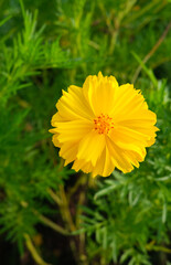 beautiful yellow cosmos flower in the garden with a blurred background in a vertical frame