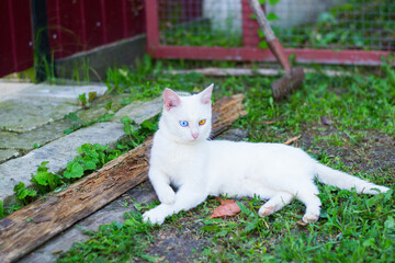 An albino cat with blue and yellow eyes. Cute, short haired cat. The cat is lying on the grass, behind you can see the village paraphernalia.