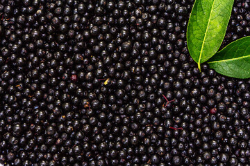 Elderberry background