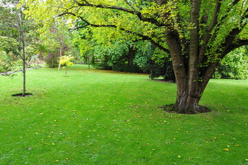 trees and grass lawn in a garden