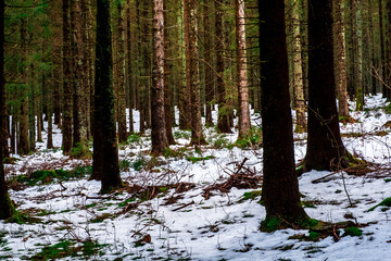 A snowy forest in the Black Forest, Germany