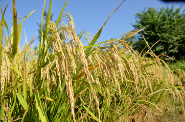 the green ripe paddy plant grains in the field meadow.