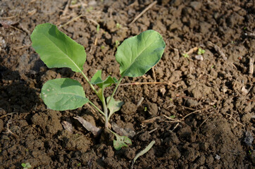 the small ripe green cabbage plant seedlings in the garden.