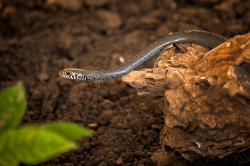 Photograph of a viper snake