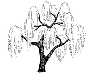 Willow tree graphic black white isolated sketch illustration vector © aluna1