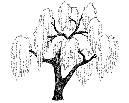 Willow tree graphic black white isolated sketch illustration vector