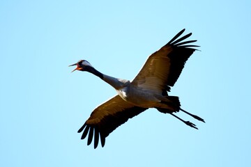 zuraw © Robert