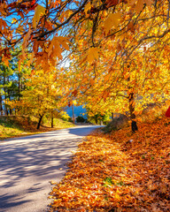 Naklejka na ściany i meble Empty road leading through fall foliage at aristi village zagori ! During Peak Foliage season.