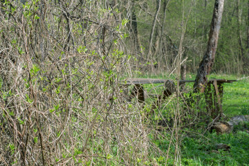A wall of climbing ivy. Spring, leaves begin to appear on the vine. It's a nice day, the sun is shining.