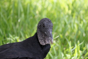 Black Vulture closeup (Coragyps atratus)