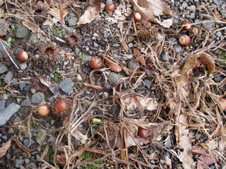 Dead leaves and acorns on the ground