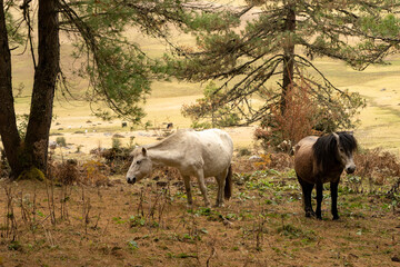 Horses on the way to Gangtey Monastery Phobjika