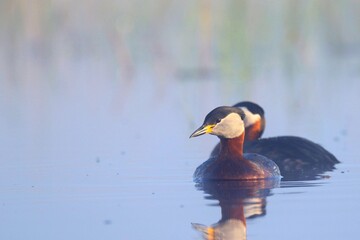 Perkoz © Robert