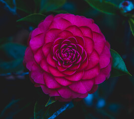 macro photo of a rose. beautiful purple flower with unusual petals. ideality in nature