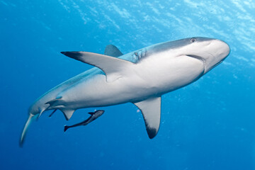 black tip Shark from below on the Great barrier reef