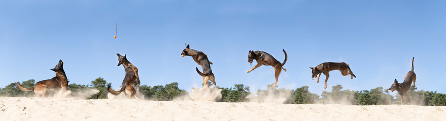 Panorama of Belgian sheepdog or Malinois dog playing catch with a ball outdoors in a dune area
