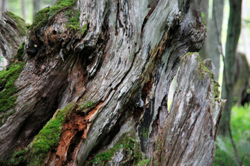阿寒湖の原生林