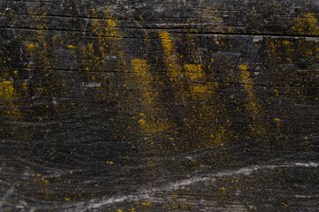 Black wooden texture with yellow fungus