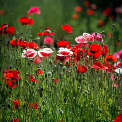 Pink poppy on a wonderful background.Single pink. Selection poppies.Pink, tender, air, life-giving  poppy.Pink poppies at their summer cottage.The format is square.