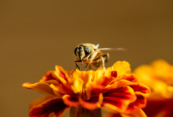 A bee collects pollen from a saffron flower