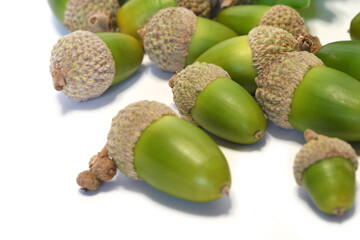 closeup of acorns isolated on white background