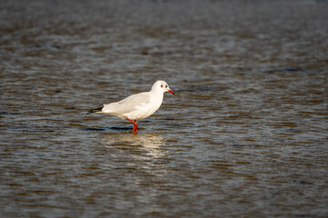 Black-headed Gull or Chroicocephalus ridibundus, beautiful bird in winter plumage searching for food in shallow water. Blurred background. Selective focus.