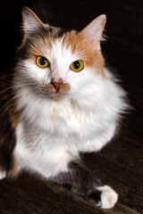 Calico cat close up on dark background