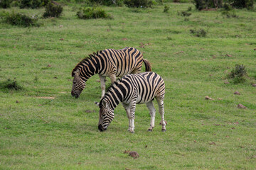 Obraz premium 2 Zebras