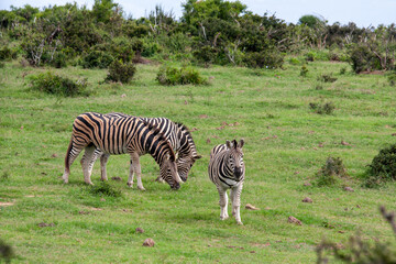 Fototapeta na wymiar 3 Zebras in Wildpark