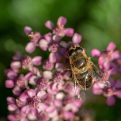 Bee on a pink flower in the garden