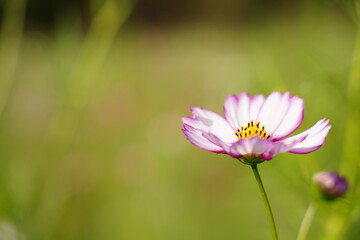 Pink cosmos and blue sky at park in Japan. Autumn flower.