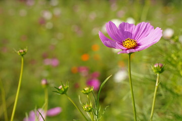 Pink cosmos and blue sky at park in Japan. Autumn flower.