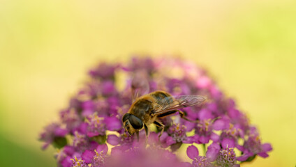 Bee on a pink flower in the garden