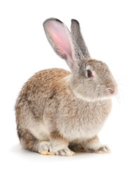 Gray rabbit isolated.