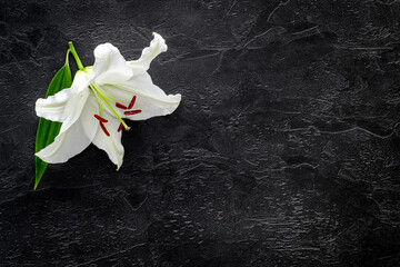 Fototapeta na wymiar Lily funeral flower on dark stone. Condolence card with copy space
